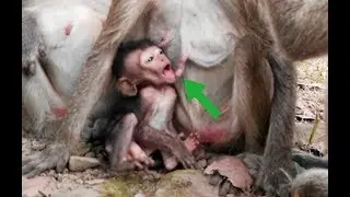 Sad and Very Pity Baby Monkey Lori Cry Loudly ,Poor Baby Lori Need More Nurse And Milk, Amari Sad