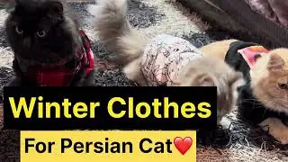 Warm & Cozy Winter Clothes For Your Persian Cat | Protect Your Cat From The Cold With Winter Clothes