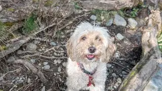 Heartwarming Dog Adoption Stories and Spiritual Connections