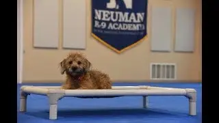 Indy (Schnoodle) Puppy Camp Dog Training Video Demonstration