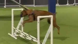 Tiger dog/agility dog #dog #boxer #boxerdog #tigerdog #agility #agilitydog #agilitytraining #cutedog