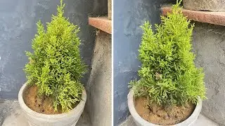 Juniper Tree Care (Hindi) - How to grow & care Juniper Tree in pots at home