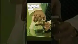 Fleas in a jar
