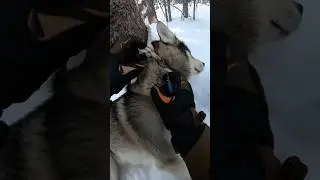 Snow Husky Rescue ❄️ Puppy & Mom Saved! Emotional Dog Story | #Husky #DogRescue #SnowAnimals