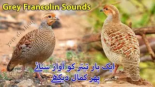 teetar shikar ki awaz grey francolin sound hunting female grey francolin voice partridge sound