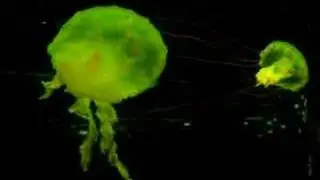 Dancing Moon Jelly