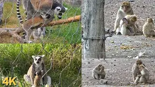 Tiny Baby Lemur, Loving Monkey Parents & Playful Penguins | 4K Wildlife