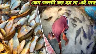 কমন কার্প মাছ দ্রুত বড় হয় না কেন?ছোট মাছে কেন ডিম আসে?what is the solution to all these problems?