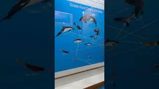 Regional Museum of Natural History part2#shortsviral #ytshorts #museumcollections #museum