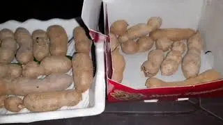 Frist time eating 😋 sweet tamarind llMonima blogs ll Kolkata Newtown ll  tamarind ll like subscribe 