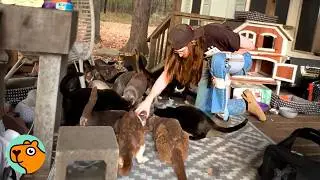 43 Abandoned Cats Surprise New Home Owners, Now It&rsquo;s A Sanctuary | Cuddle Buddies