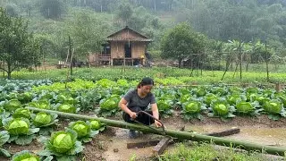 Solo Female CEO: Building a Garden from Zero to Finish in the Rain