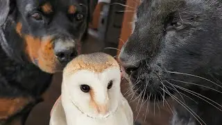Летняя миграция мистера Чуня под контролем пантеры Луны 😸
