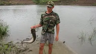 Рыбалка, небольшой сом взял на саранчу, на донку, Мокша