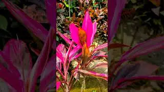 UMMAI NAMBUM NAAN. Tamil Christian Song Singing Peter Gunasagaram V. Original Ref: PR. JOSEPH ALDRIN