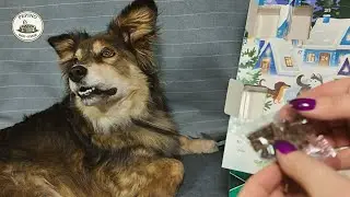 Pepino gets distracted by a fly during snack time 🐶