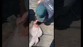 Nuckles Deep? Guitar Fish