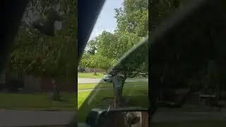 Shaking a tree covered in cicadas in Kentucky