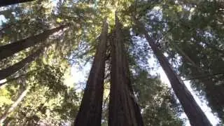 Voice of the Trees ~ Rona Yellow Robe