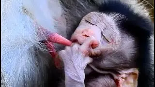 WOW - So Strange ! Even Sleepy Baby Janet hungry catch milk two in one for get milk.