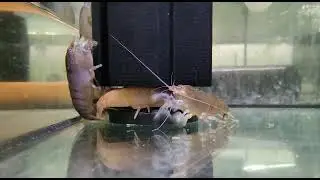 Jumbo (10cm) Armoured Shrimp at The Tropco
