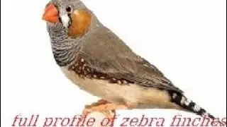 ZEBRA FINCH FULL PROFILE ALL INFORMATION ABOUT FINCH|| BREEDING TIPS|| DIET|| CARE AND CAGE SIZE