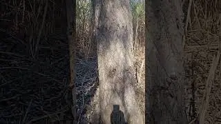 large Italian poplar tree 20 maunds