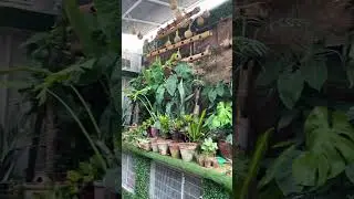 Natural Birds Aviary Tour With Ahsaan Bhai