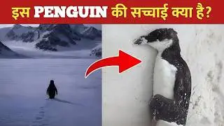 Antarctica में ये PENGUIN अकेला क्यों चल रहा है? Viral Penguin Story Explained (Hindi