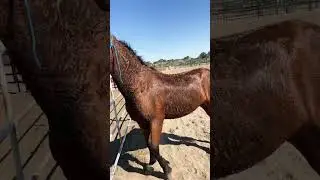 A curly horse after a bath ❤️| Curly Mustang Chester #blmmustang #horse #horselife #shorts