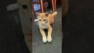 Cat's leave letter #cat #catlover #funny #petlover #shortvideo #trendingshorts #catfunny #viralvideo
