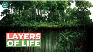 Exploring Tropical Rainforests: Learn about the plants and animals that call the rainforest home