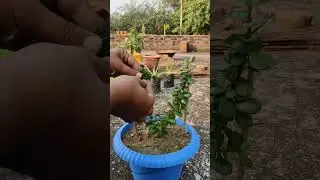 Make Love Topiary From Jade Plant / Jade Plant Decoration Ideas / Jade Plant Care