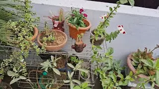 Hibiscus ki pattiyan yellow Ho Rahi Hai To Kya Karen