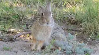 Cute Bunny Surprise Ending