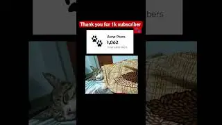 Thank you 🙏#awwanimals #cat #babyanimal #awwcute #viralshort