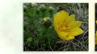 Адонис весенний (Adonis vernalis)