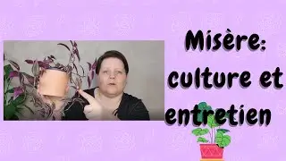 🌿Misère (tradescantia) : culture et entretien