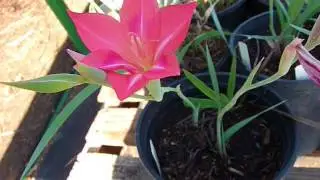 Gladiolus