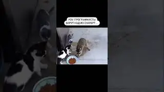 #юмор #айти #программист #разработчик #код