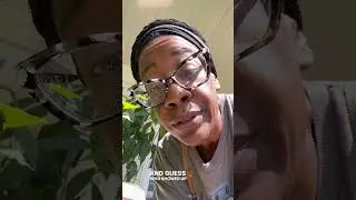 I promise this is really a gardening channel 🤷🏾&zwj;♀️ #garden  #toad #liluglydude #gardencritters