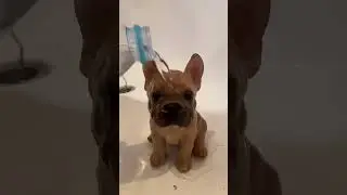 How to grow a dog 🐶 #dog #magic #dogmagic