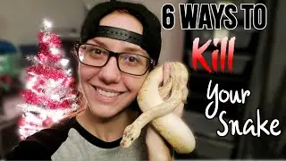 6 Ways to Kill Your Snake | Ball Pythons 101 | Mistakes New Reptile Owners Make