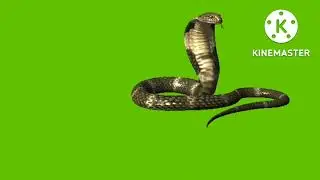 snake green screen