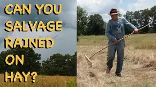 Can You Salvage Rained On Hay? - FHC Q & A