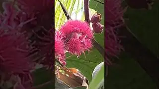 கொஞ்சம்கூட எதிர்பாக்கல #flower #fruit #roseapple #water apple #tasty #fresh #juicy #ytshorts #shorts