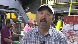 Klamath Basin potato harvest