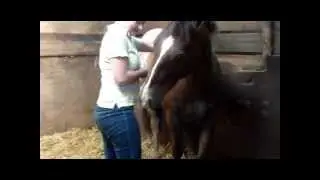 Mutual Grooming!
