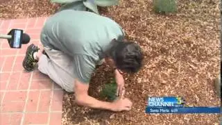 Rebate Check Issued for Changing Landscaping