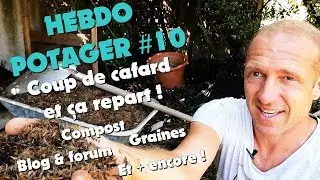 HEBDO POTAGER #10 - Coup de cafard et &ccedil;a repart !
